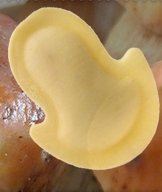 funghetti ai funghi porcini